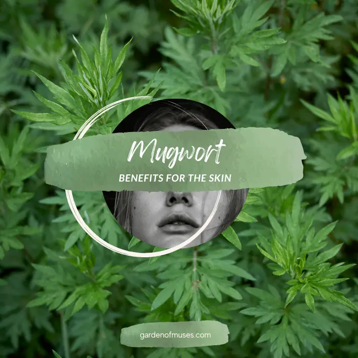 Mugwort Benefits for the Skin