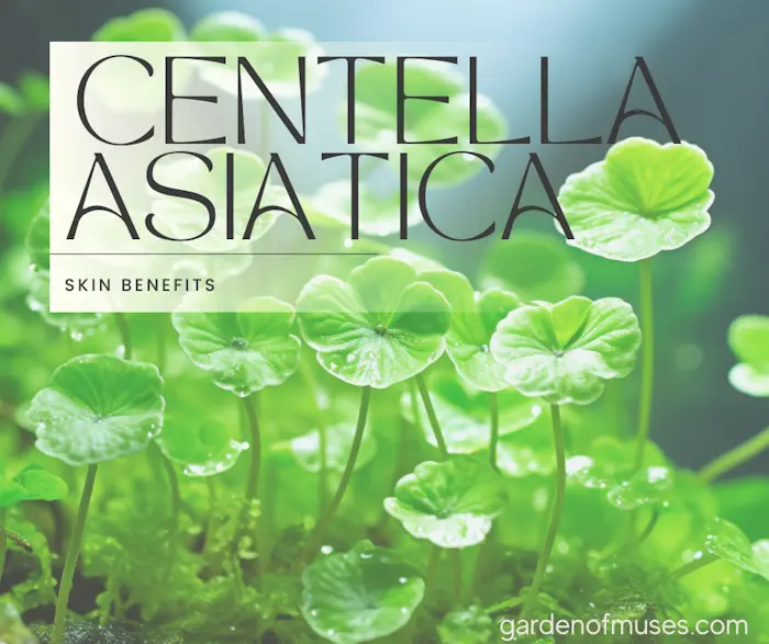 Centella Asiatica benefits for the skin