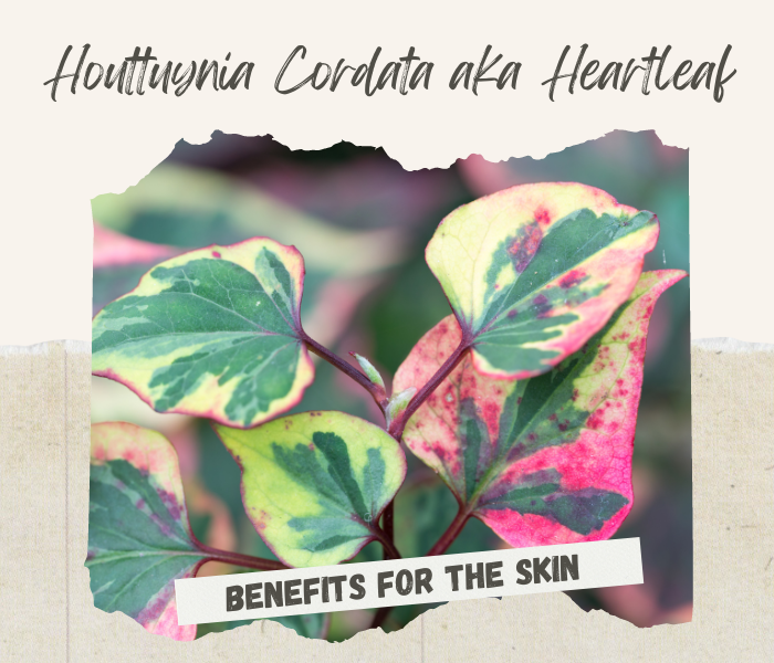 Houttuynia Cordata benefits for the skin