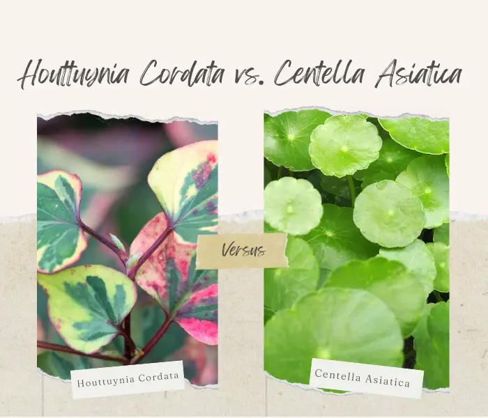 Houttuynia Cordata vs. Centella Asiatica