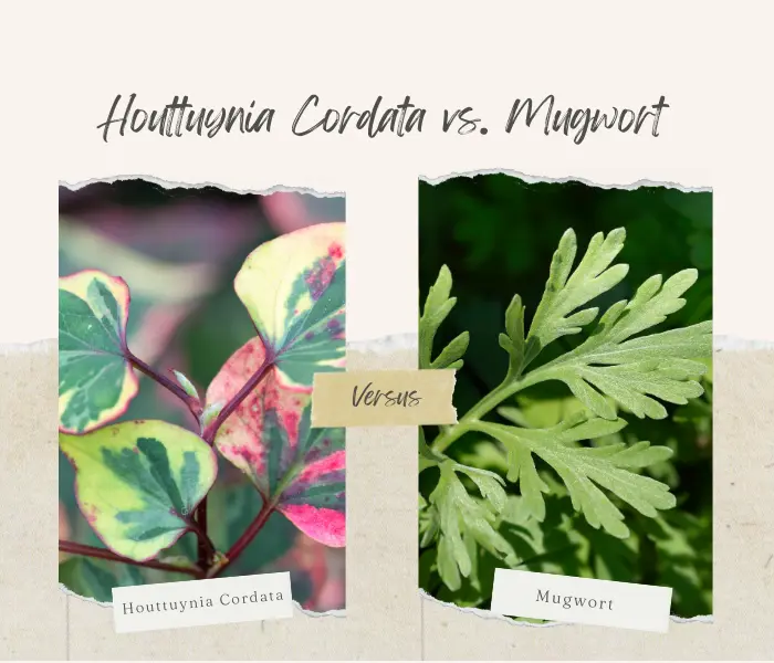 Houttuynia Cordata vs. Mugwort