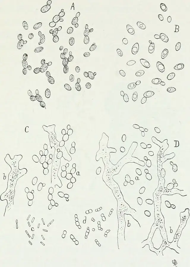 Benefits of Galactomyces Ferment Filtrate in Skincare Bacteriological methods in food and drug laboratories with an introduction to micro-analytical methods(1915)