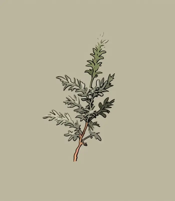 Artemisia Benefits for the Skin