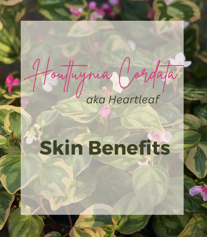 Houttuynia Cordata Heartleaf Benefits for the skin